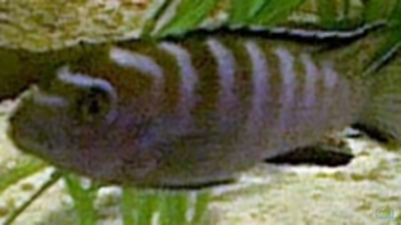 Besatz im Aquarium Becken 436 von Michael Ott (6)