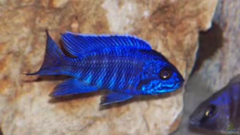 Besatz im Aquarium Becken 436 von Michael Ott (9)