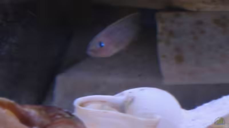 Besatz im Aquarium Becken 4366 von Tobias Kaup (4)