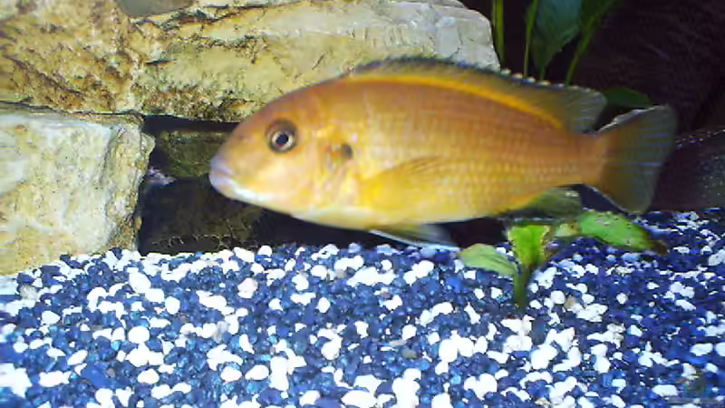 Besatz im Aquarium Becken 4370 von Stephan Weber (10)