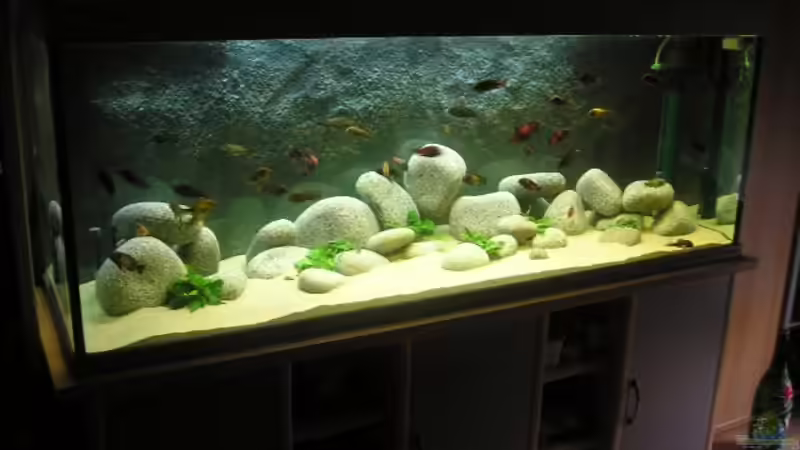 Besatz im Aquarium Becken 4373 von Holger Hofmann (10)