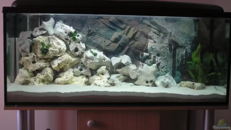 Besatz im Aquarium Becken 4373 von Holger Hofmann (9)