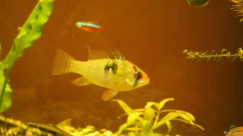 Besatz im Aquarium Becken 4379 von Bulsti (11)