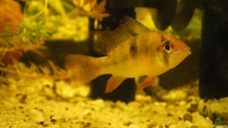 Besatz im Aquarium Becken 4379 von Bulsti (12)