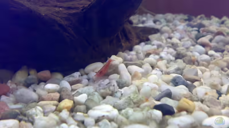 Besatz im Aquarium Becken 4379 von Bulsti (2)