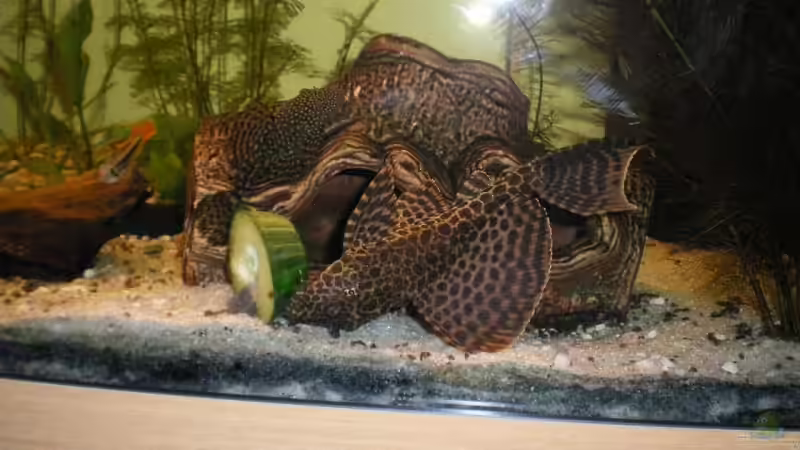 Besatz im Aquarium Becken 4379 von Bulsti (4)