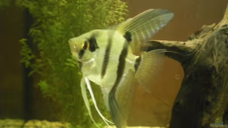 Besatz im Aquarium Becken 4379 von Bulsti (7)