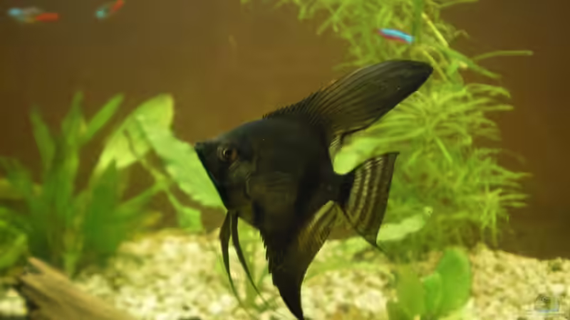 Besatz im Aquarium Becken 4379 von Bulsti (8)