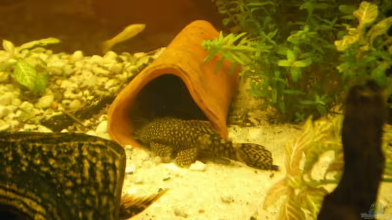 Besatz im Aquarium Becken 4379 von Bulsti (9)