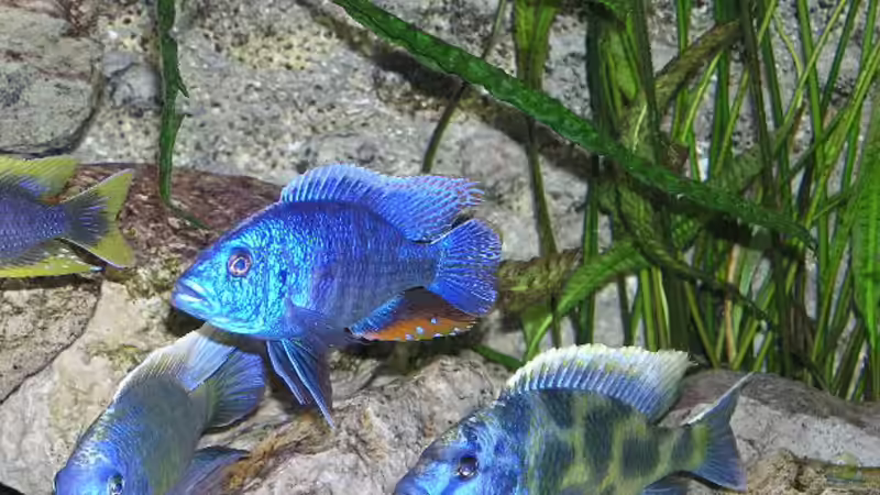 Besatz im Aquarium Becken 438 von Manfred Herget (11)