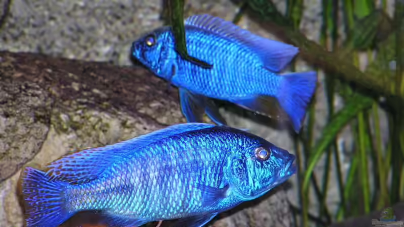 Besatz im Aquarium Becken 438 von Manfred Herget (12)