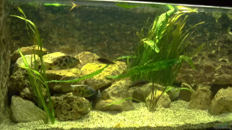 Besatz im Aquarium Becken 438 von Manfred Herget (9)