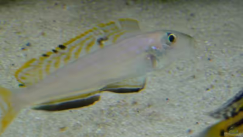 Besatz im Aquarium Becken 4383 von Rolf Meyer (10)