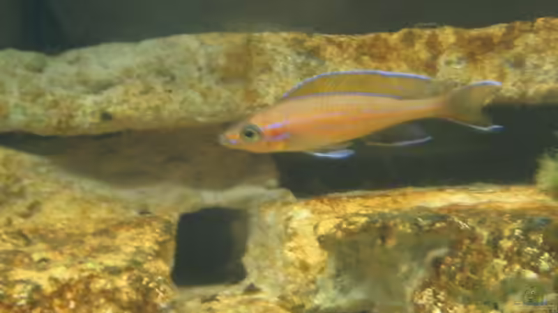 Besatz im Aquarium Becken 4383 von Rolf Meyer (7)