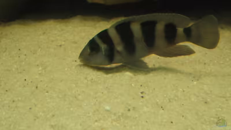 Besatz im Aquarium Becken 4383 von Rolf Meyer (8)