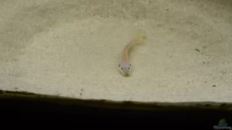 Besatz im Aquarium Becken 4383 von Rolf Meyer (9)