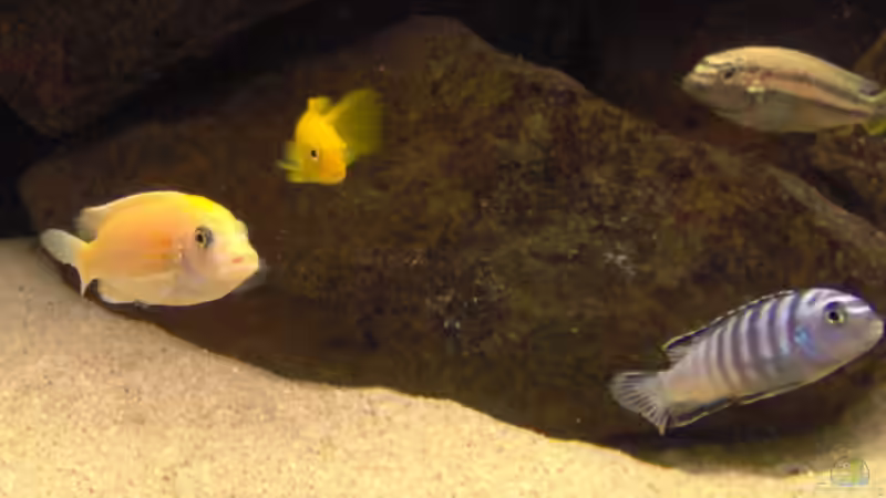 Besatz im Aquarium Becken 4385 von boehmo (15)