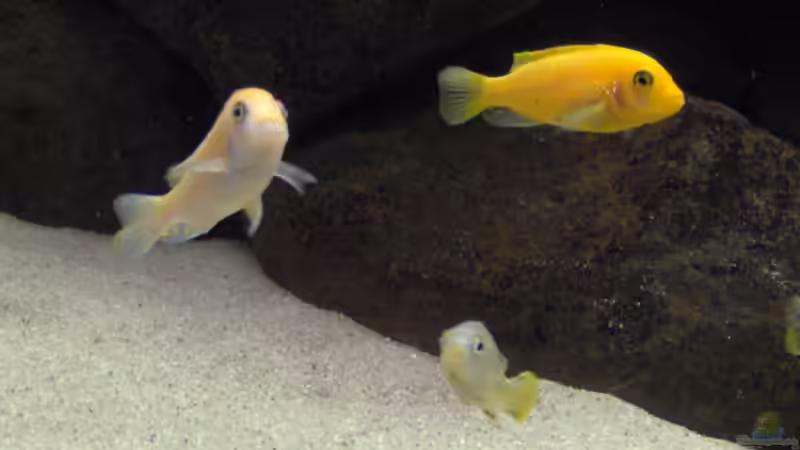 Besatz im Aquarium Becken 4385 von boehmo (16)