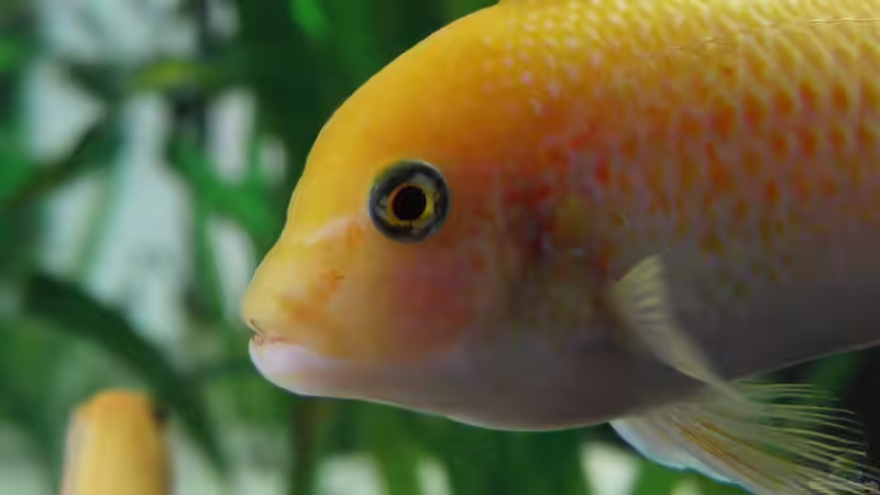 Besatz im Aquarium Becken 4385 von boehmo (25)