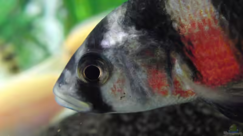 Besatz im Aquarium Becken 4385 von boehmo (26)