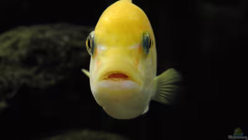 Besatz im Aquarium Becken 4385 von boehmo (27)