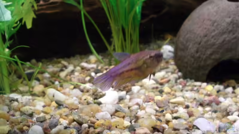 Besatz im Aquarium Becken 4396 von Jockwer Rene´ (32)