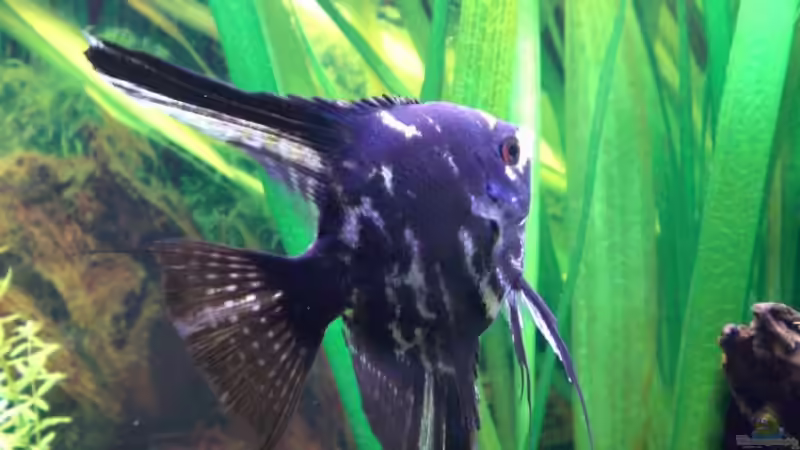 Besatz im Aquarium Becken 4396 von Jockwer Rene´ (34)