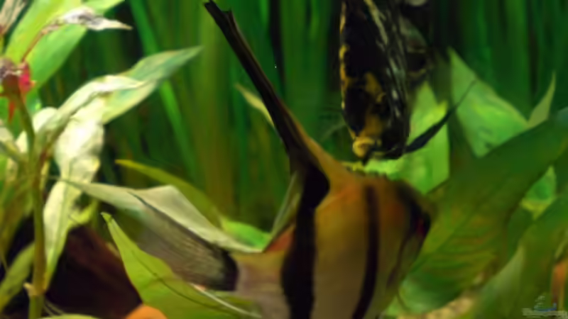 Besatz im Aquarium Becken 4396 von Jockwer Rene´ (35)