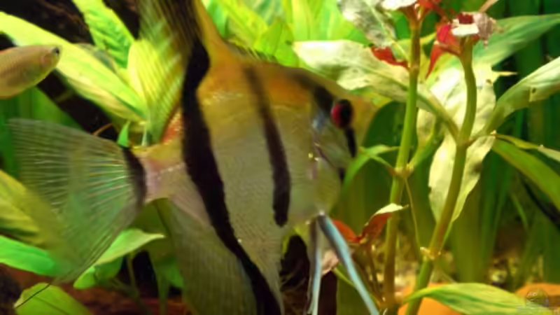 Besatz im Aquarium Becken 4396 von Jockwer Rene´ (36)