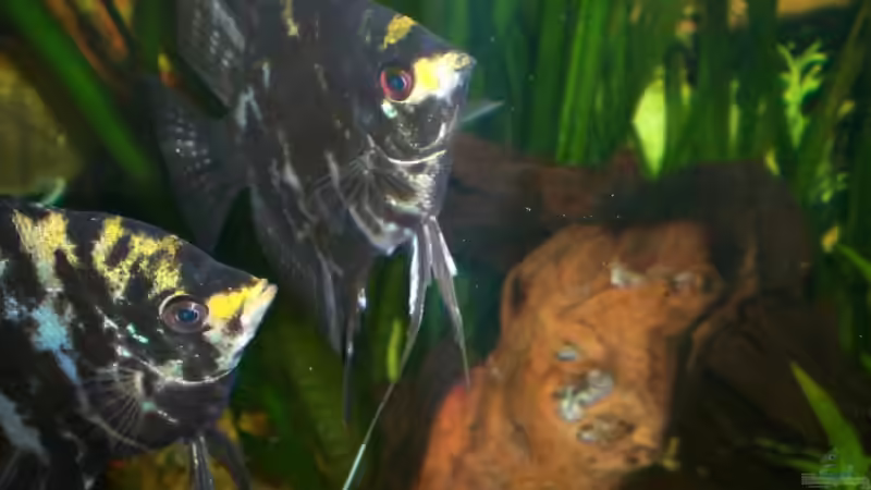 Besatz im Aquarium Becken 4396 von Jockwer Rene´ (37)