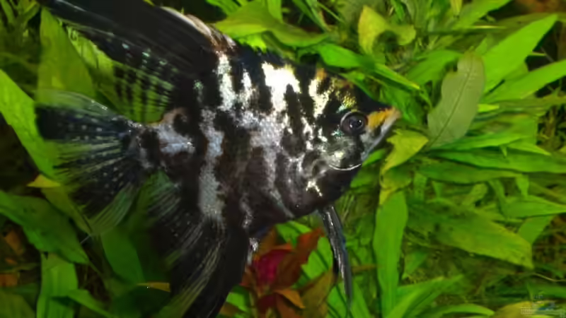 Besatz im Aquarium Becken 4396 von Jockwer Rene´ (38)