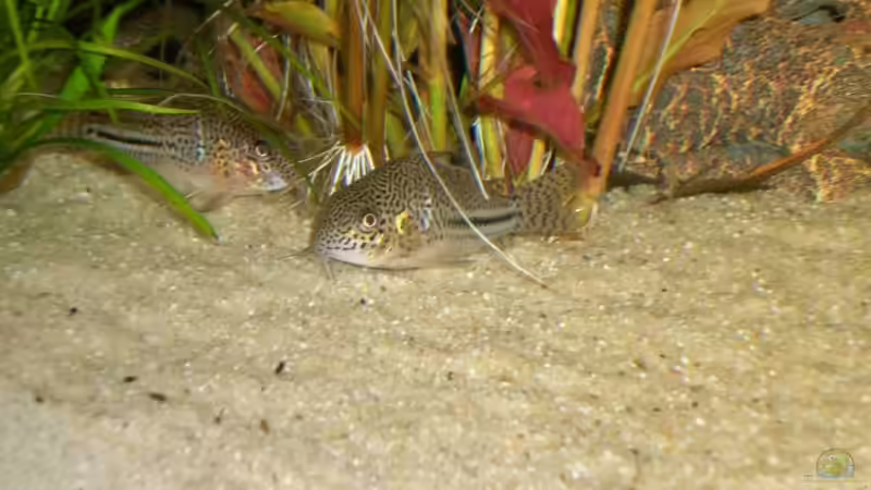 Besatz im Aquarium Becken 4396 von Jockwer Rene´ (39)