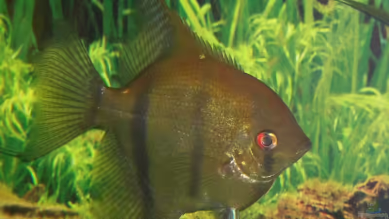 Besatz im Aquarium Becken 4396 von Jockwer Rene´ (41)