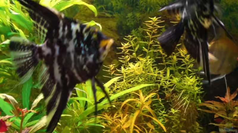 Besatz im Aquarium Becken 4396 von Jockwer Rene´ (42)