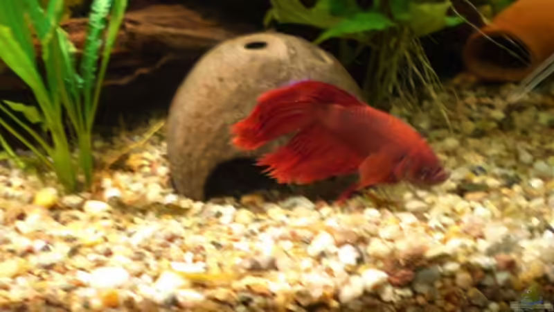 Besatz im Aquarium Becken 4396 von Jockwer Rene´ (43)