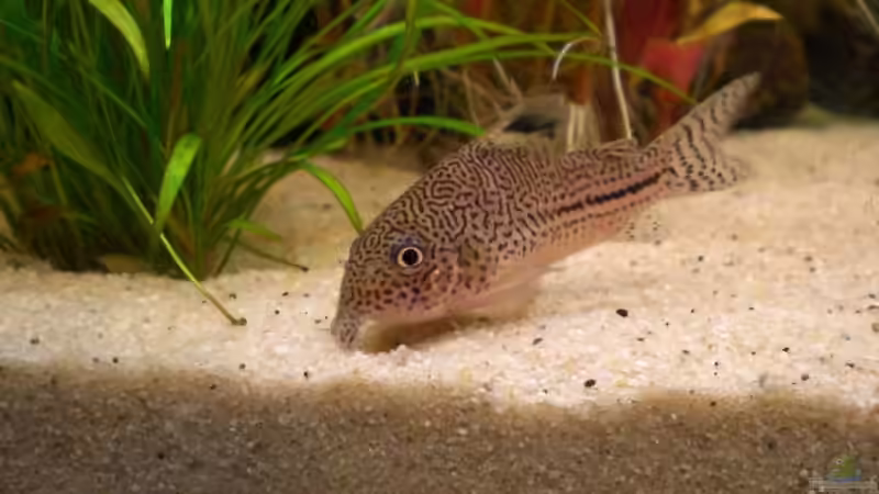 Besatz im Aquarium Becken 4396 von Jockwer Rene´ (44)