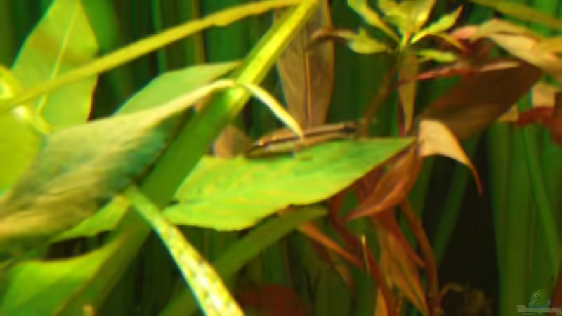 Besatz im Aquarium Becken 4396 von Jockwer Rene´ (45)