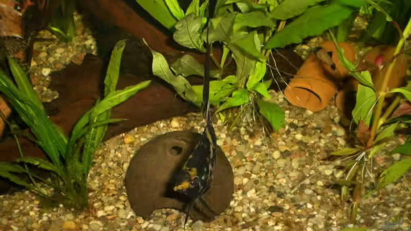 Besatz im Aquarium Becken 4396 von Jockwer Rene´ (46)