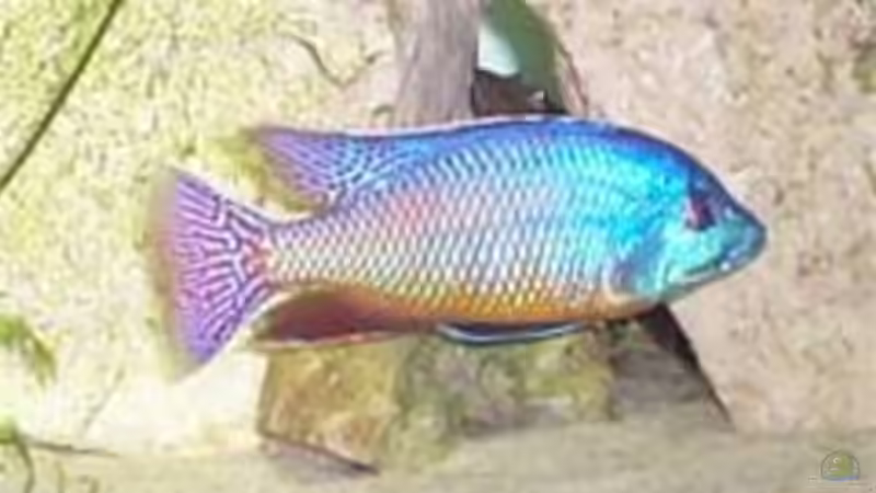 Besatz im Aquarium Becken 44 von Michael Hein (3)