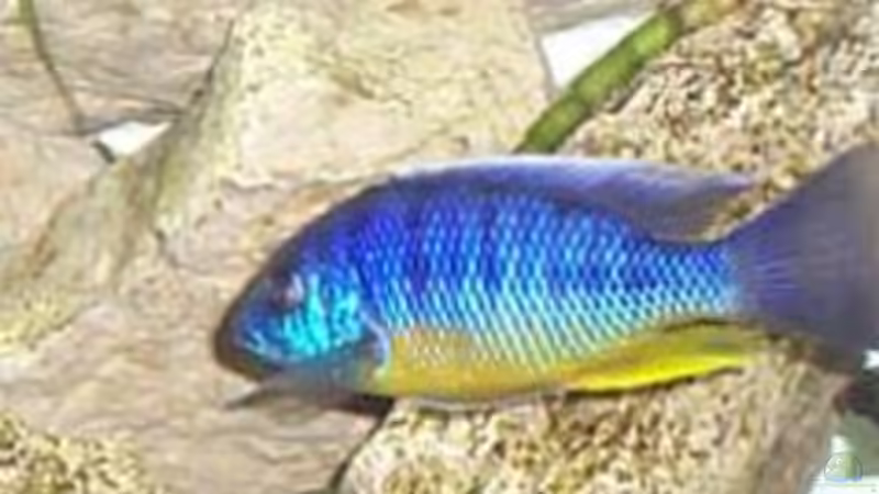 Besatz im Aquarium Becken 44 von Michael Hein (4)