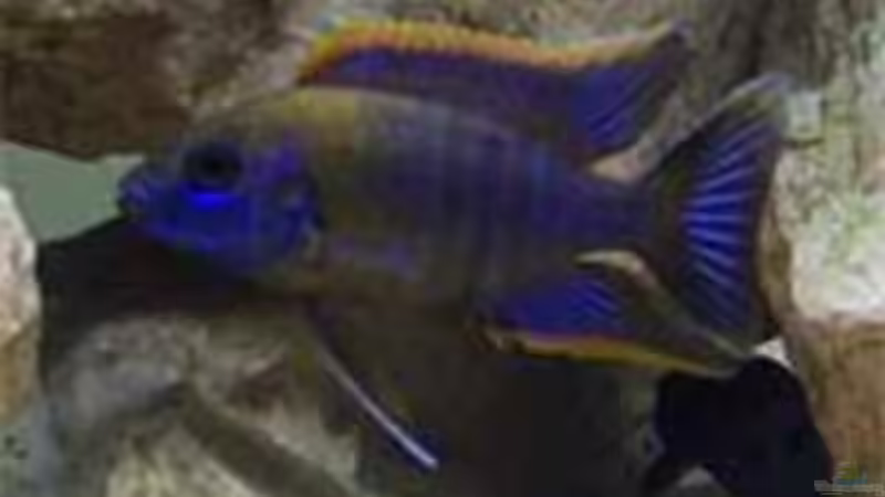 Besatz im Aquarium Becken 44 von Michael Hein (6)