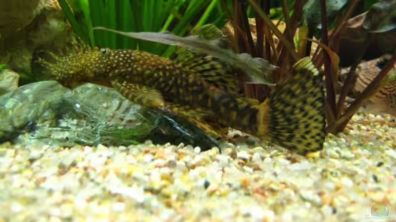 Besatz im Aquarium Becken 4402 von André Martin (20)