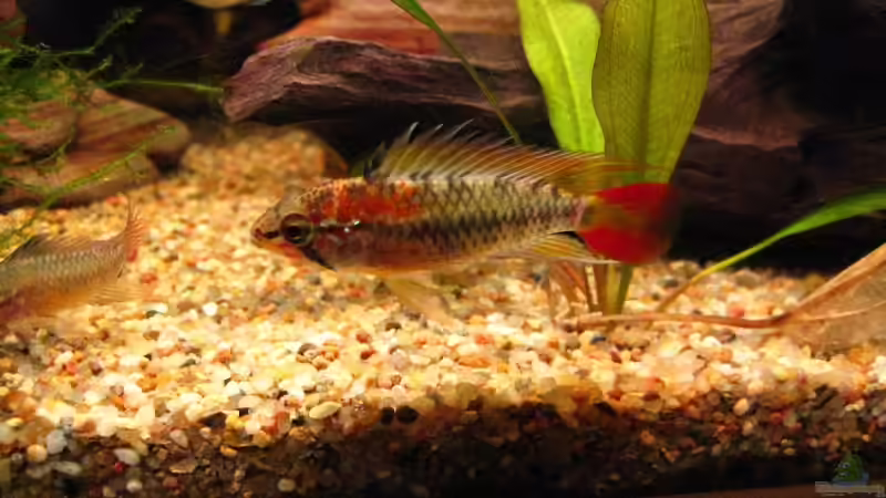 Besatz im Aquarium Becken 4402 von André Martin (22)