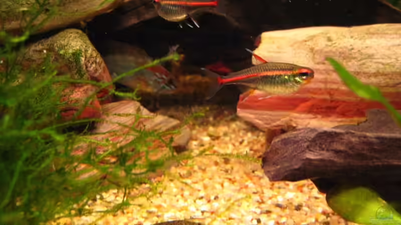 Besatz im Aquarium Becken 4402 von André Martin (24)