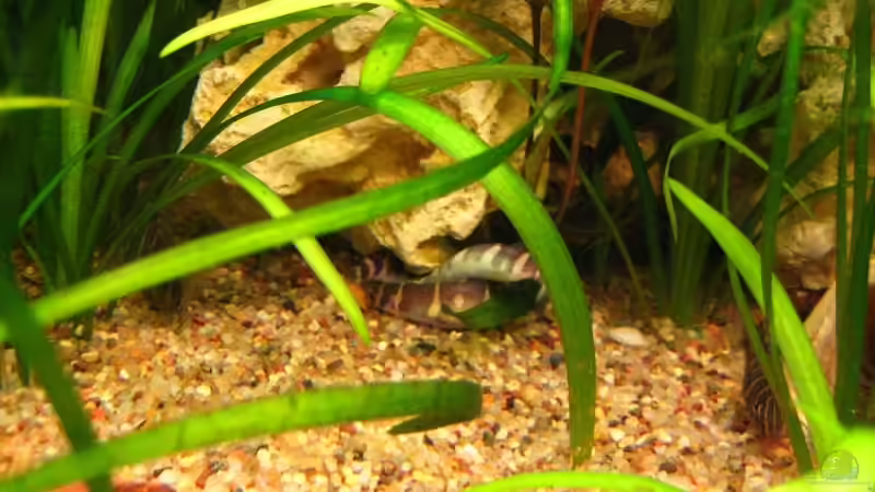 Besatz im Aquarium Becken 4402 von André Martin (26)