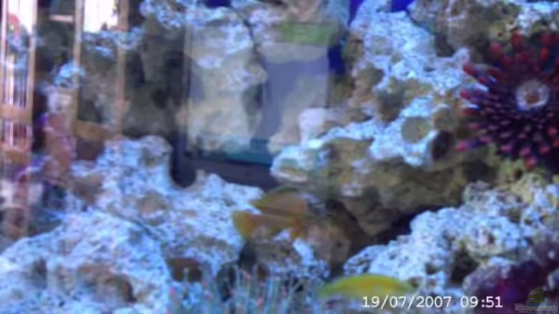 Besatz im Aquarium Becken 4409 von Sabine Krüger (10)