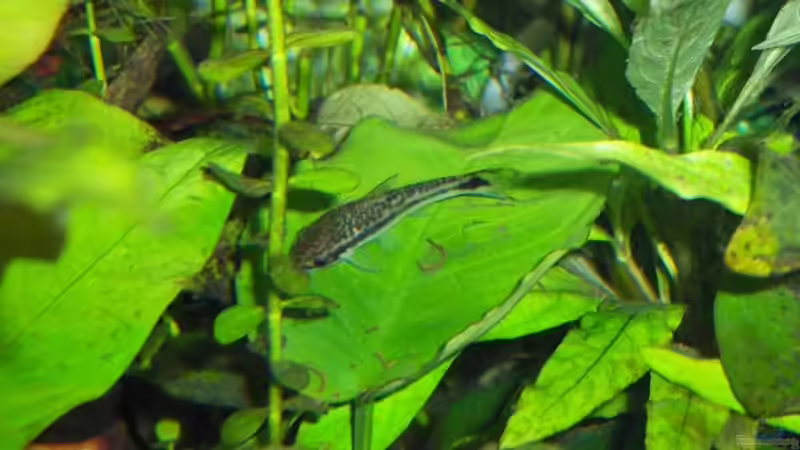 Besatz im Aquarium Becken 4410 von Marcus Voglsinger (8)