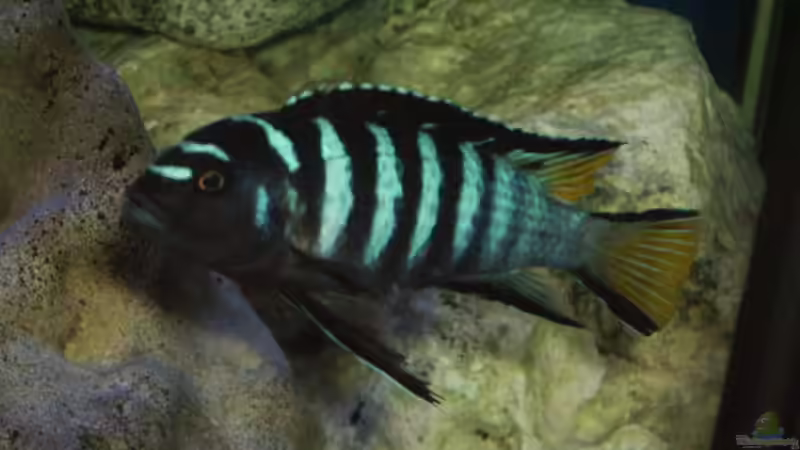 Besatz im Aquarium Becken 4411 von Sascha Bill (10)