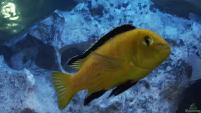 Besatz im Aquarium Becken 4411 von Sascha Bill (14)
