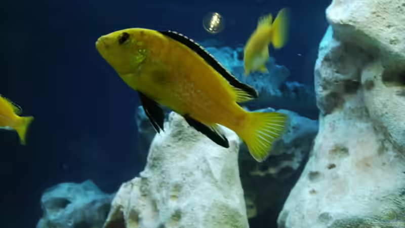 Besatz im Aquarium Becken 4411 von Sascha Bill (9)